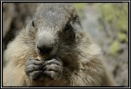 Marmotta # 4 Marmotta # 4