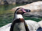 Pinguino Zoo Barcellona Pinguino Zoo Barcellona