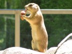 Roditore Zoo Barcellona Roditore Zoo Barcellona