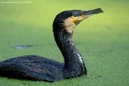 ritratto cormorano ritratto cormorano
