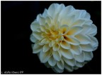 solo un fiore
