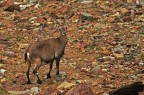 Capriolo Capriolo