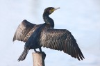 Phalacrocorax carbo (Cormorano) Phalacrocorax carbo (Cormorano)