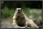 Marmotta # 6