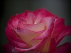 profumo di rosa profumo di rosa