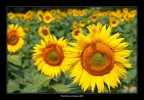 Mi tornano in mente i colori di Luglio. Mi tornano in mente i colori di Luglio.