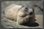 Marmotta # 7