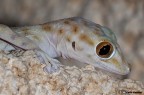 Geko del deserto Geko del deserto