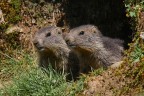 ...MARMOTTE ALLA FINESTRA... ...MARMOTTE ALLA FINESTRA...