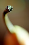 Pera...macro.. Pera...macro..