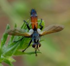 scatto effettuato con olympus e-510 + zd40-150 + lente autocostruita:
   Model                 E-510           
   Date/time original    06/09/2009 7.40.09
   Exposure time         1/6 s
   F-number              f/18
   ISO speed ratings     ISO 100
   Exposure bias value   -0.30 eV
   Metering mode         Pattern
   Flash                 Flash did not fire, auto mode
   Focal length          150 mm
   White balance         Auto white balance