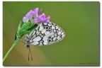 Melanargia Galathea