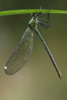 Calopterix sp. Calopterix sp.
