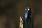 Martin Pescatore al Tramonto... Martin Pescatore al Tramonto...