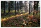 Tracce di Luce Tracce di Luce