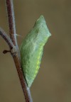 Bozzolo di papilio macaon Bozzolo di papilio macaon