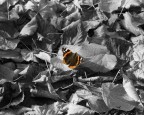 farfalla autunnale farfalla autunnale