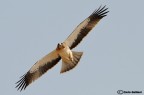 Aquila minore Aquila minore