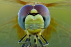 frontale frontale