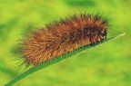 Spilosoma al sole Spilosoma al sole
