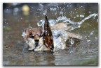 Il bagno del passero