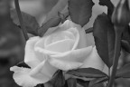rosa rosa