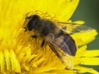 nel giallo nel giallo