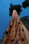 sequoia ...
