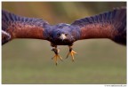 Volo Volo