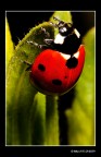 ...Coccinella septempunctata...