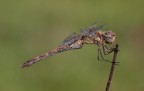 Sympetrum femmina