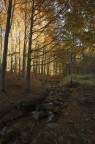 nel sottobosco nel sottobosco