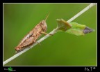 Pezotettix giornae Pezotettix giornae
