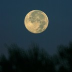 Il nostro satellite , affascinante come sempre...
Eos 300D , MTO 500 a mano libera , 1/500 f:6.3 , 200 iso
Shadow&hilights, maschera di contrasto, neat image
Non infierite....