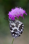 Melanargia Melanargia