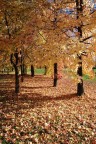 Viale d'autunno Viale d'autunno