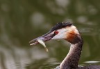 Podiceps cristatus (Svasso Maggiore) - il pranzo Podiceps cristatus (Svasso Maggiore) - il pranzo
