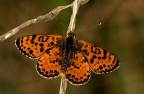 Melitaea didyma