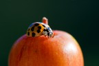 "Piccola" coccinella "Piccola" coccinella