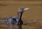 Phalacrocorax carbo (Cormorano)