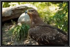 Aquila - Parco Rapaci Savin Le Lac Aquila - Parco Rapaci Savin Le Lac