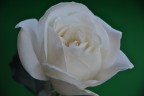 rosa 2 rosa 2