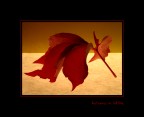 Autunno in still-life Autunno in still-life