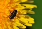 un'altra mosca... un'altra mosca...