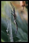 SPIDER SPIDER