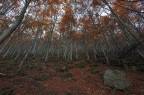 nel sottobosco nel sottobosco
