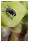 Mosca con bolla fotografata da un'altra angolazione Mosca con bolla fotografata da un'altra angolazione