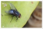 Mosca 2 con bolla..... Mosca 2 con bolla.....