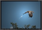 Aquila # 2 Aquila # 2