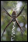 SPIDER 2 SPIDER 2